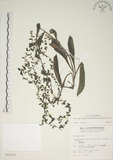 中文名:盾果草(S010312)學名:Thyrocarpus sampsonii Hance(S010312)