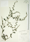 中文名:盾果草(S010999)學名:Thyrocarpus sampsonii Hance(S010999)