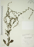 中文名:盾果草(S011000)學名:Thyrocarpus sampsonii Hance(S011000)