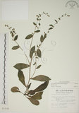 中文名:盾果草(S012182)學名:Thyrocarpus sampsonii Hance(S012182)