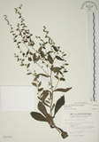 中文名:盾果草(S012183)學名:Thyrocarpus sampsonii Hance(S012183)