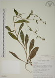 中文名:盾果草(S016221)學名:Thyrocarpus sampsonii Hance(S016221)