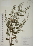 中文名:盾果草(S047246)學名:Thyrocarpus sampsonii Hance(S047246)
