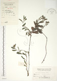 中文名:盾果草(S048047)學名:Thyrocarpus sampsonii Hance(S048047)