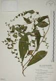 中文名:盾果草(S050311)學名:Thyrocarpus sampsonii Hance(S050311)