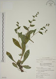 中文名:盾果草(S051523)學名:Thyrocarpus sampsonii Hance(S051523)