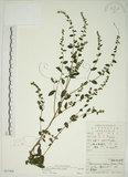 中文名:盾果草(S051968)學名:Thyrocarpus sampsonii Hance(S051968)