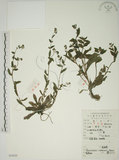 中文名:盾果草(S052055)學名:Thyrocarpus sampsonii Hance(S052055)
