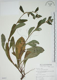 中文名:盾果草(S064927)學名:Thyrocarpus sampsonii Hance(S064927)