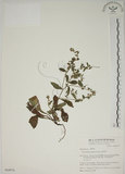 中文名:盾果草(S064974)學名:Thyrocarpus sampsonii Hance(S064974)