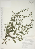 中文名:盾果草(S072787)學名:Thyrocarpus sampsonii Hance(S072787)