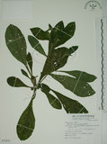 中文名:盾果草(S072879)學名:Thyrocarpus sampsonii Hance(S072879)