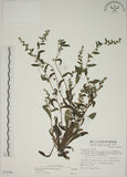 中文名:盾果草(S072888)學名:Thyrocarpus sampsonii Hance(S072888)