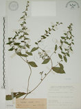 中文名:盾果草(S073539)學名:Thyrocarpus sampsonii Hance(S073539)