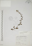 中文名:盾果草(S075226)學名:Thyrocarpus sampsonii Hance(S075226)