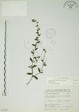 中文名:盾果草(S075227)學名:Thyrocarpus sampsonii Hance(S075227)