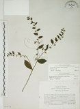 中文名:盾果草(S075774)學名:Thyrocarpus sampsonii Hance(S075774)