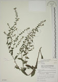 中文名:盾果草(S077237)學名:Thyrocarpus sampsonii Hance(S077237)