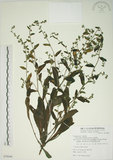 中文名:盾果草(S078046)學名:Thyrocarpus sampsonii Hance(S078046)