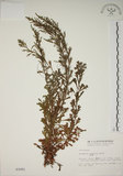 中文名:牡蒿(S003081)學名:Artemisia japonica Thunb.(S003081)
