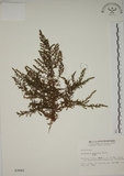 中文名:牡蒿(S003082)學名:Artemisia japonica Thunb.(S003082)