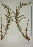 中文名:牡蒿(S007541)學名:Artemisia japonica Thunb.(S007541)