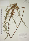 中文名:牡蒿(S007542)學名:Artemisia japonica Thunb.(S007542)
