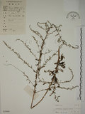 中文名:牡蒿(S029060)學名:Artemisia japonica Thunb.(S029060)