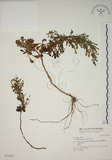 中文名:牡蒿(S031442)學名:Artemisia japonica Thunb.(S031442)