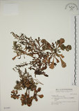 中文名:牡蒿(S031443)學名:Artemisia japonica Thunb.(S031443)