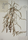 中文名:牡蒿(S039369)學名:Artemisia japonica Thunb.(S039369)