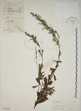 中文名:牡蒿(S044126)學名:Artemisia japonica Thunb.(S044126)