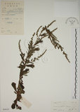 中文名:牡蒿(S046024)學名:Artemisia japonica Thunb.(S046024)