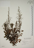 中文名:牡蒿(S046679)學名:Artemisia japonica Thunb.(S046679)