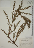中文名:牡蒿(S049033)學名:Artemisia japonica Thunb.(S049033)