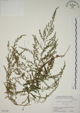 中文名:牡蒿(S051248)學名:Artemisia japonica Thunb.(S051248)