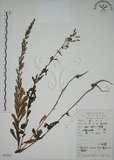 中文名:牡蒿(S052255)學名:Artemisia japonica Thunb.(S052255)
