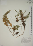 中文名:牡蒿(S054211)學名:Artemisia japonica Thunb.(S054211)