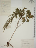 中文名:牡蒿(S055309)學名:Artemisia japonica Thunb.(S055309)