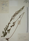 中文名:牡蒿(S056543)學名:Artemisia japonica Thunb.(S056543)