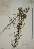 中文名:牡蒿(S057589)學名:Artemisia japonica Thunb.(S057589)