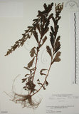 中文名:牡蒿(S058424)學名:Artemisia japonica Thunb.(S058424)