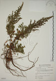中文名:牡蒿(S062837)學名:Artemisia japonica Thunb.(S062837)
