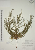 中文名:牡蒿(S063030)學名:Artemisia japonica Thunb.(S063030)