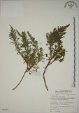 中文名:牡蒿(S063031)學名:Artemisia japonica Thunb.(S063031)