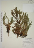 中文名:牡蒿(S068755)學名:Artemisia japonica Thunb.(S068755)