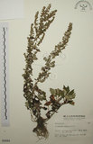 中文名:艾(S003092)學名:Artemisia indica Willd.(S003092)中文別名:五月艾