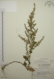 中文名:艾(S011420)學名:Artemisia indica Willd.(S011420)中文別名:五月艾