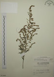 中文名:艾(S011644)學名:Artemisia indica Willd.(S011644)中文別名:五月艾