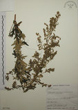 中文名:艾(S017702)學名:Artemisia indica Willd.(S017702)中文別名:五月艾